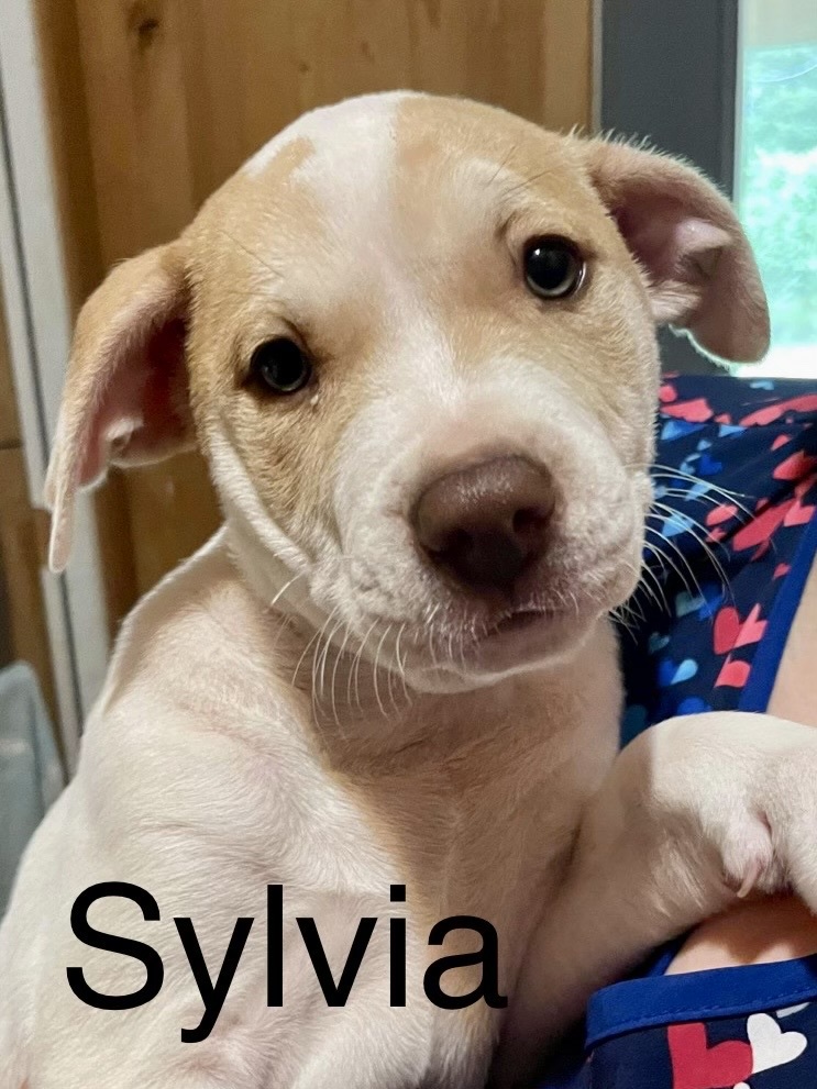 Sylvia