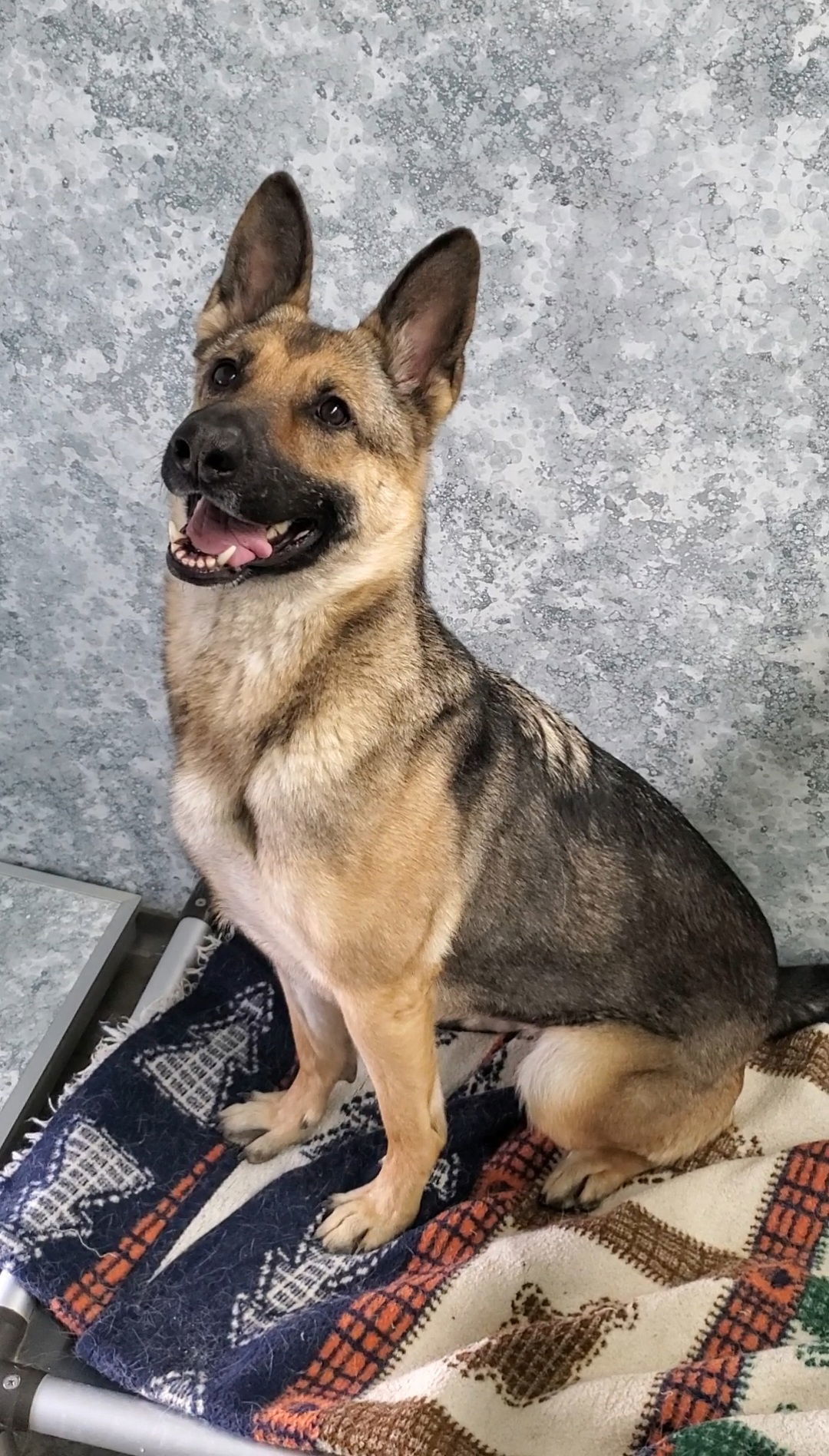 Molly Mae, an adoptable German Shepherd Dog in Estherville, IA, 51334 | Photo Image 1