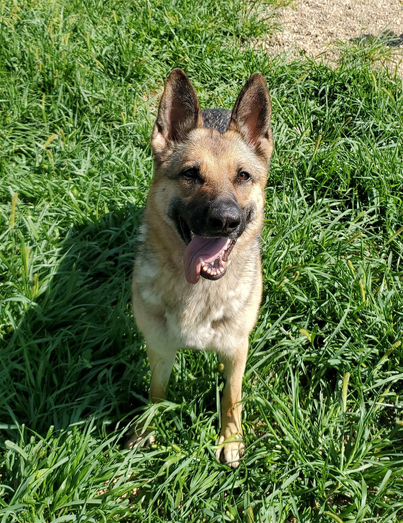 Molly Mae, an adoptable German Shepherd Dog in Estherville, IA, 51334 | Photo Image 2