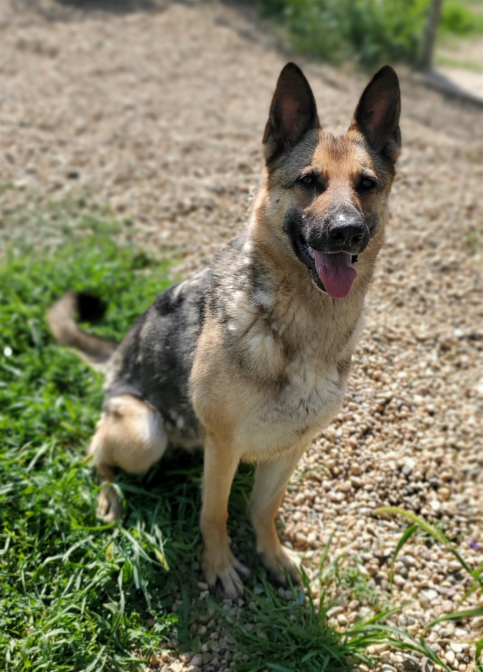 Molly Mae, an adoptable German Shepherd Dog in Estherville, IA, 51334 | Photo Image 3