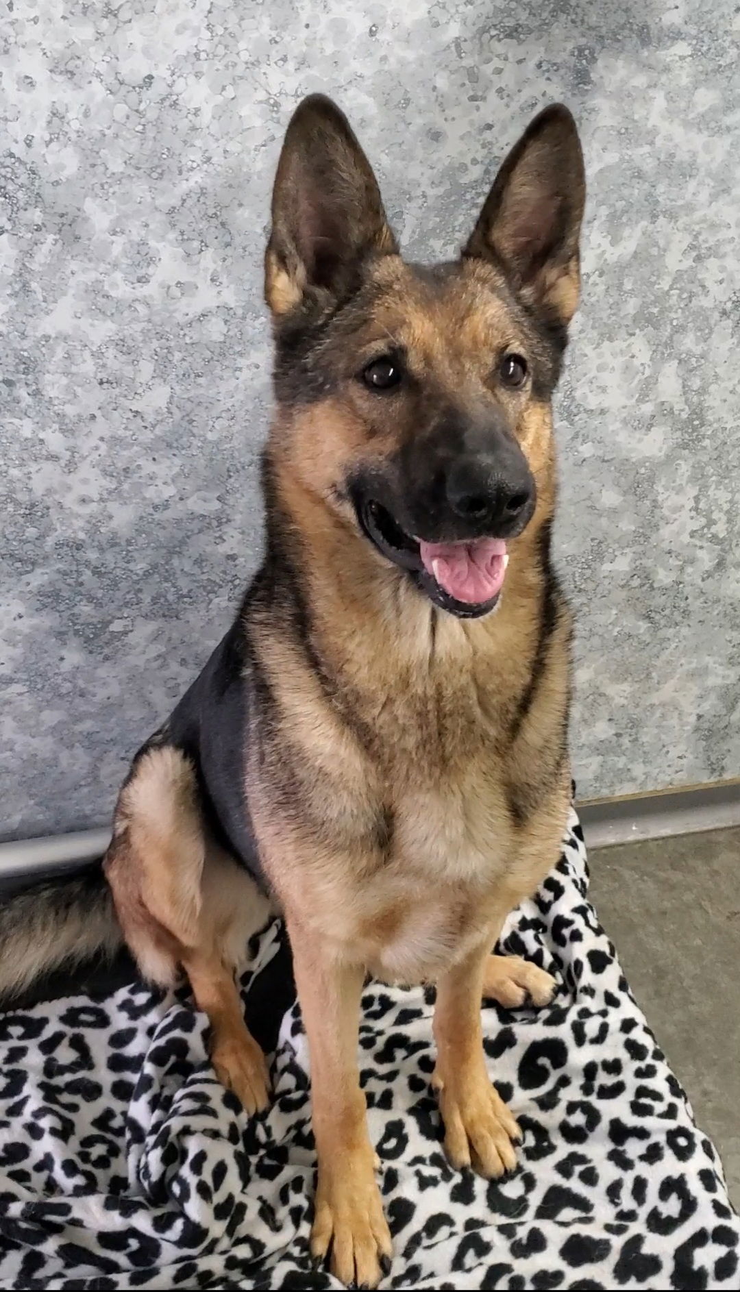 Nova, an adoptable German Shepherd Dog in Estherville, IA, 51334 | Photo Image 1