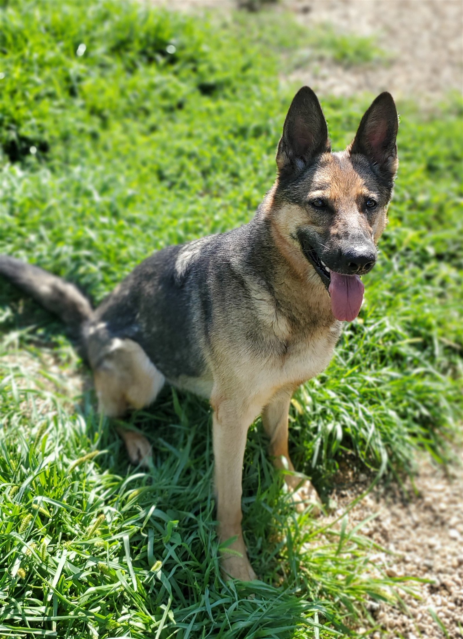 Nova, an adoptable German Shepherd Dog in Estherville, IA, 51334 | Photo Image 2