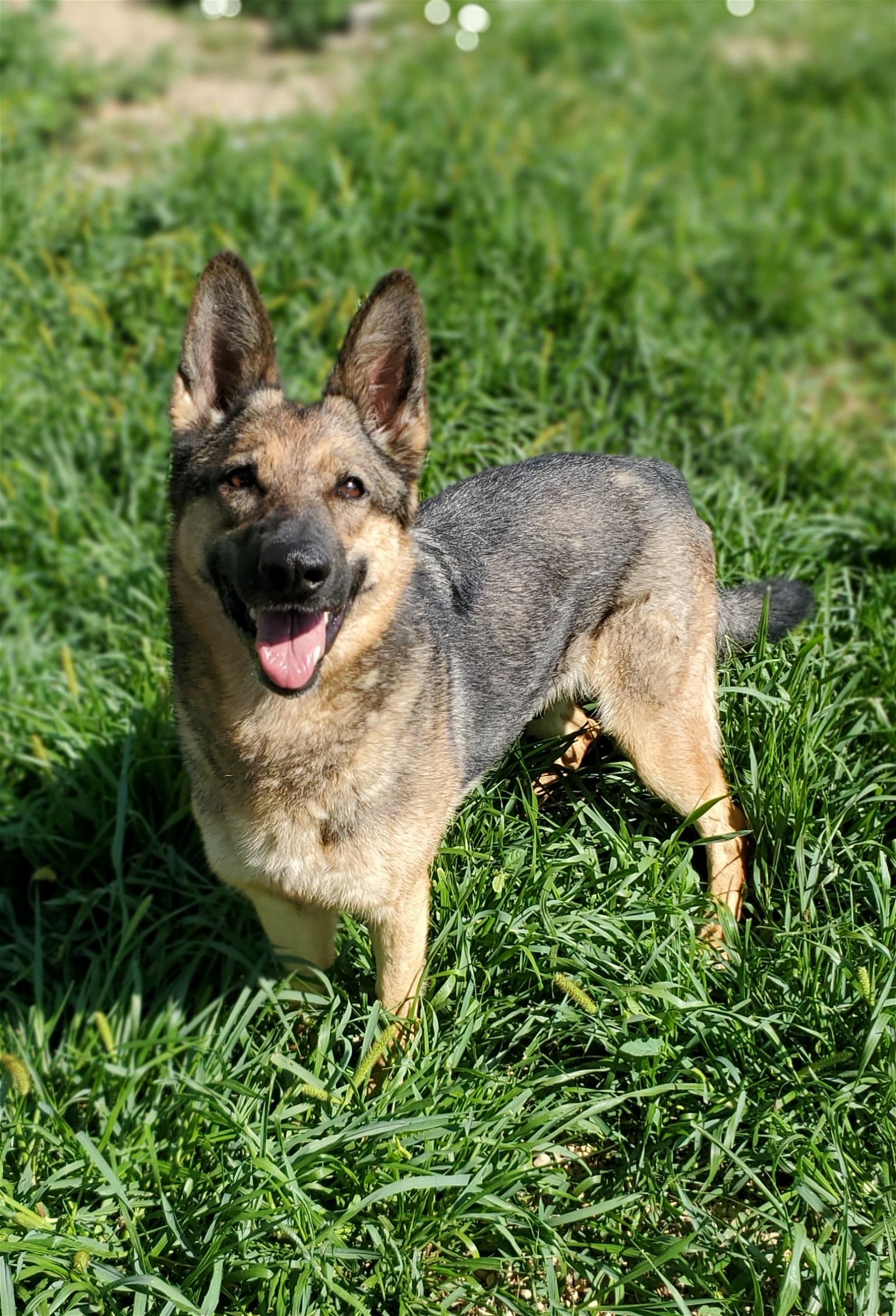 Nova, an adoptable German Shepherd Dog in Estherville, IA, 51334 | Photo Image 3