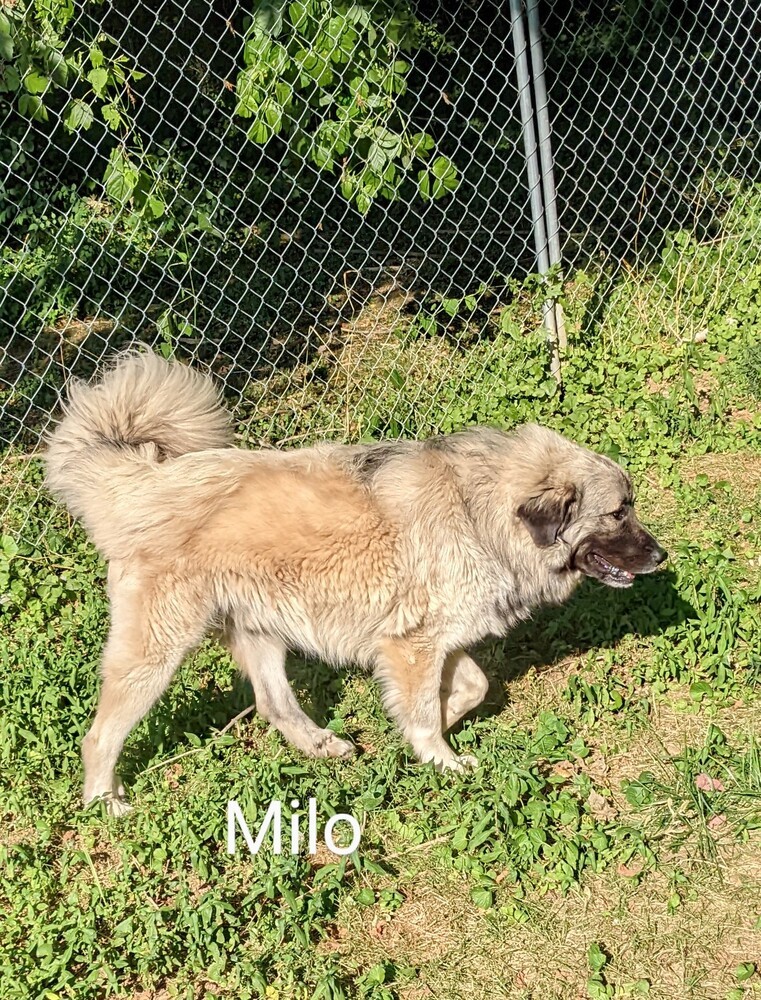 Milo - FOSTER or FOSTER-TO-ADOPT NEEDED!