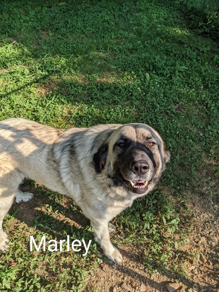 Marley - FOSTER or FOSTER-TO-ADOPT NEEDED!