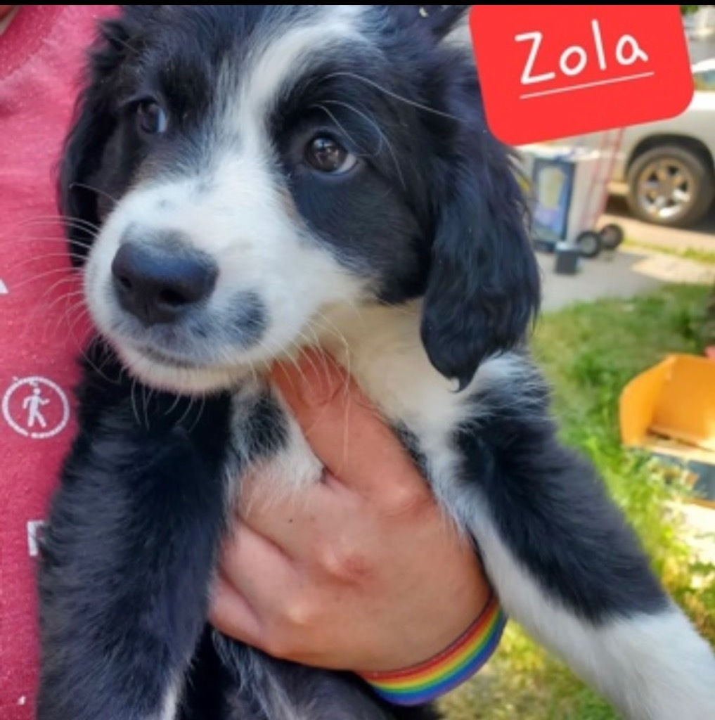 Zola