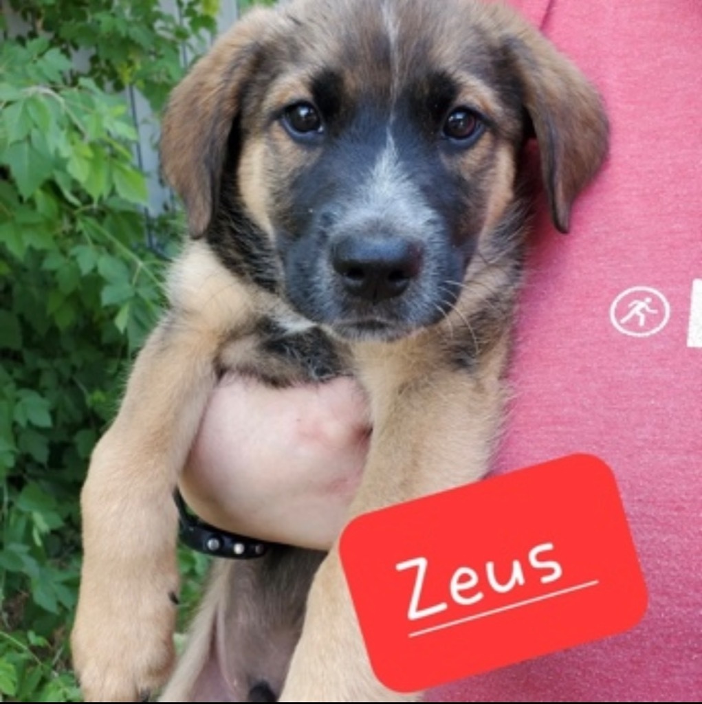 Zeus