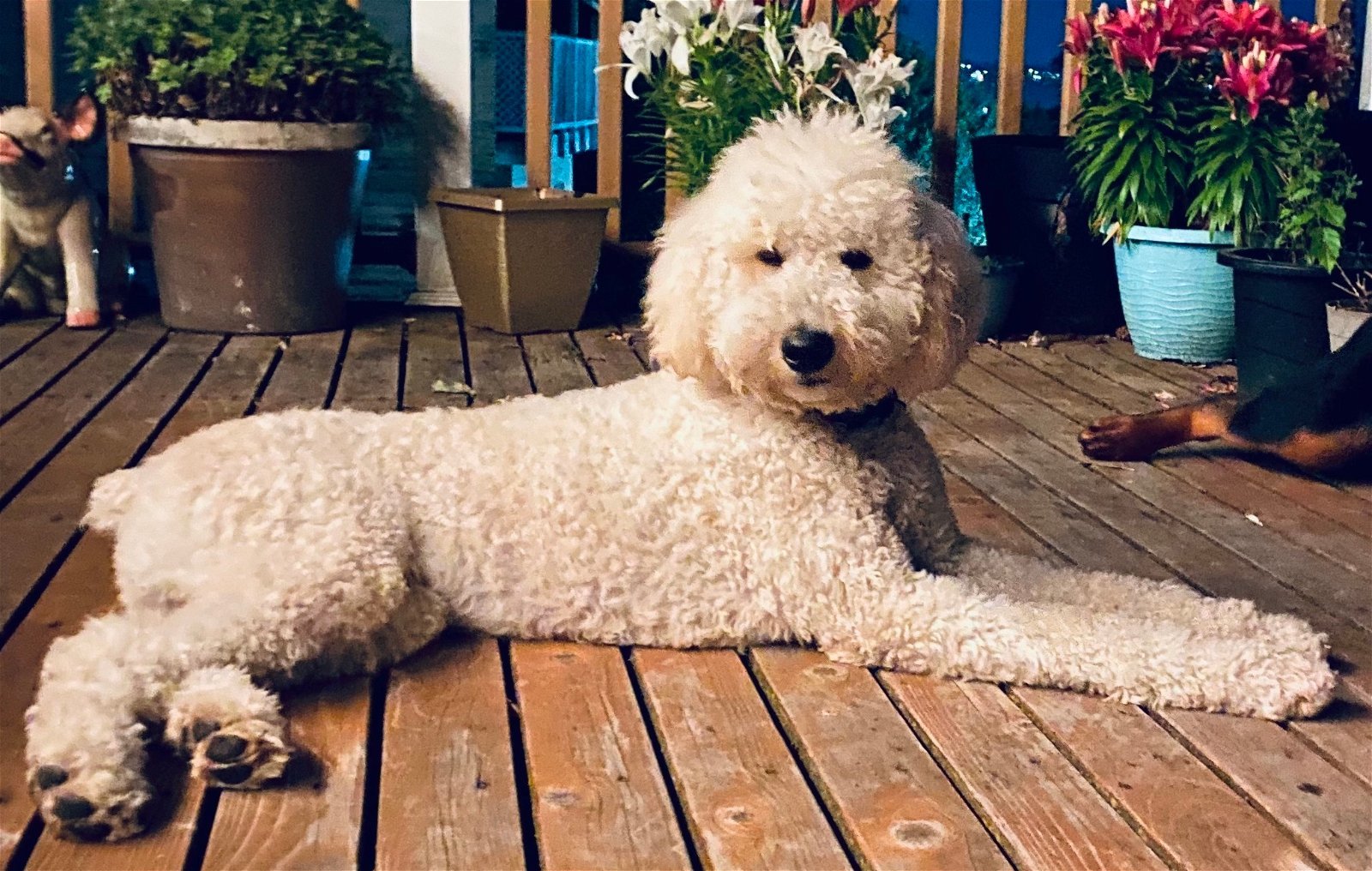 Seven - Sweet Goldendoodle