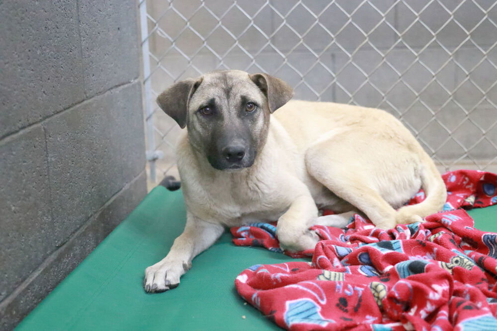 Harold, an adoptable Mixed Breed in Page, AZ, 86040 | Photo Image 1