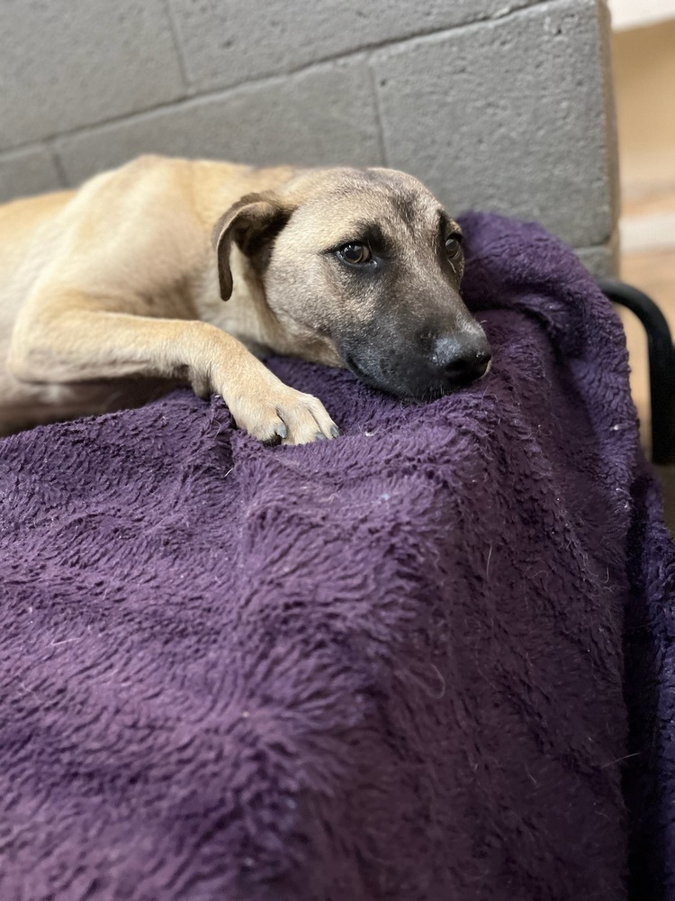 Harold, an adoptable Mixed Breed in Page, AZ, 86040 | Photo Image 2