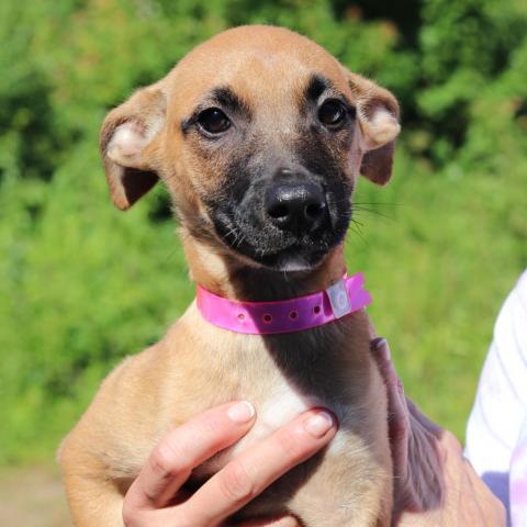 CT Bree (avail at Yappy Hour 7/15)