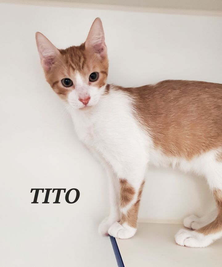 Tito, an adopted Domestic Short Hair in Honolulu, HI_image-2
