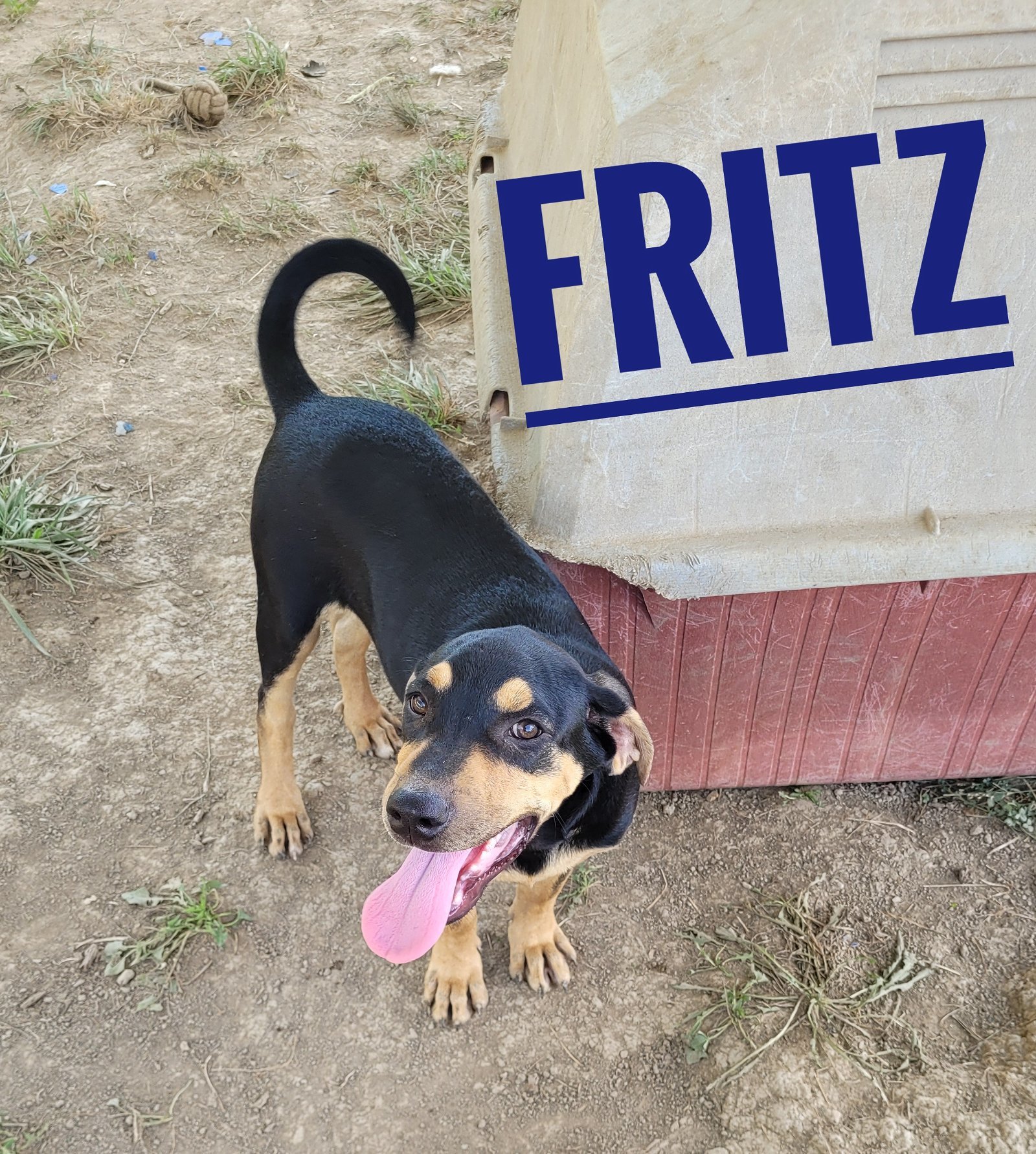 Fritz