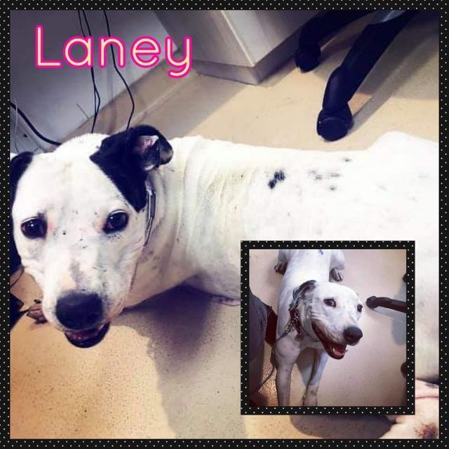 Laney