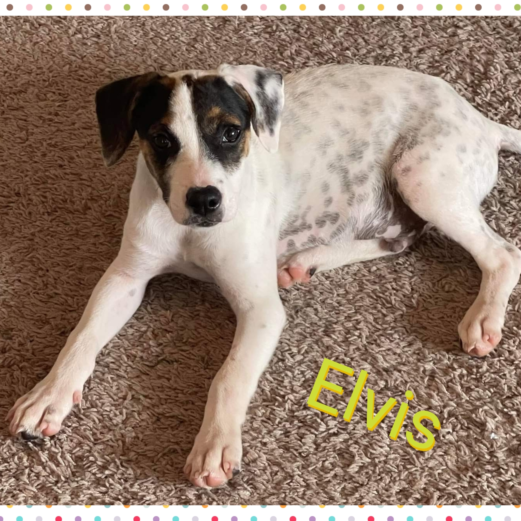 Elvis, an adoptable Hound in Fort Walton Beach, FL, 32547 | Photo Image 1