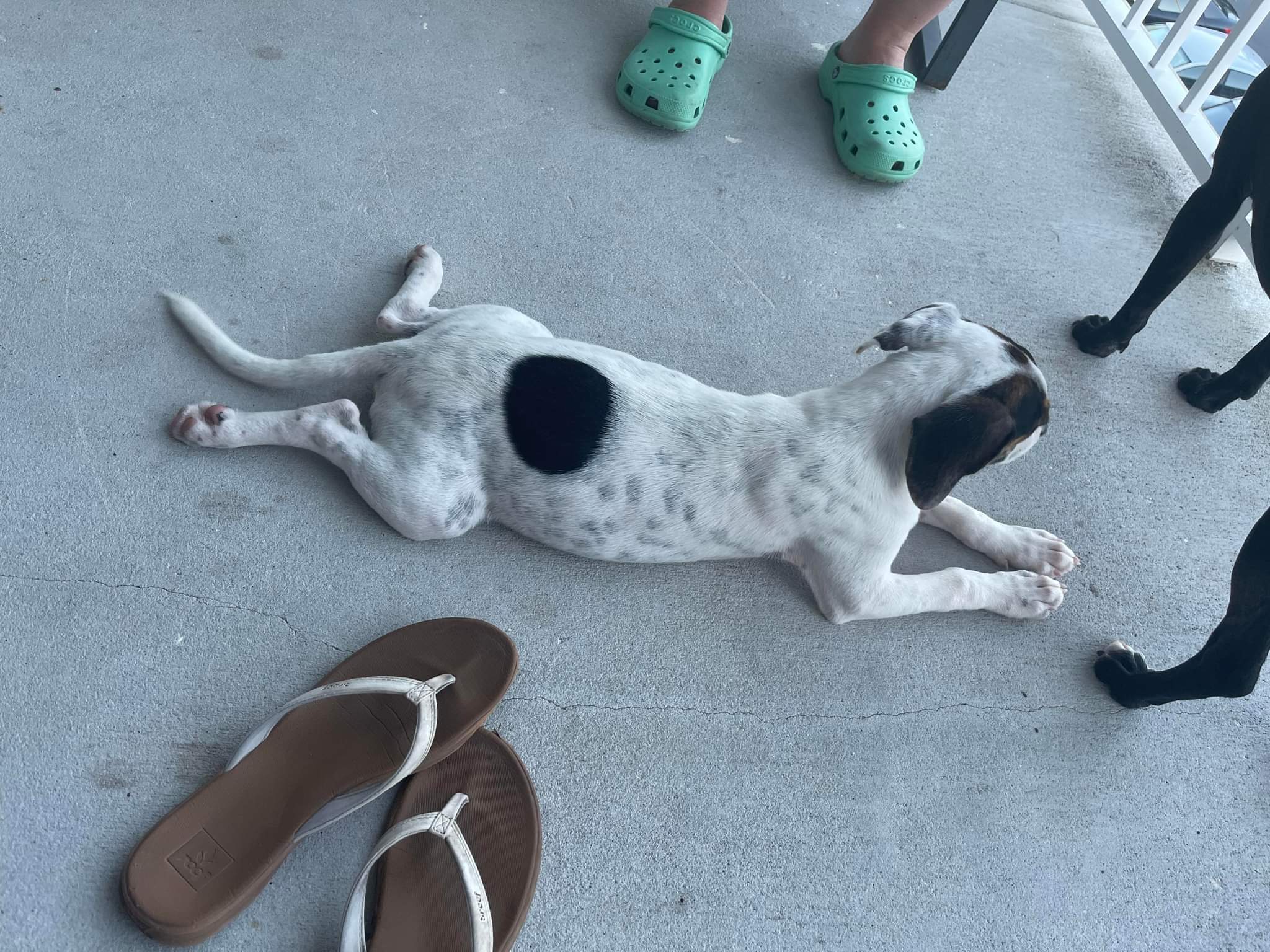 Elvis, an adoptable Hound in Fort Walton Beach, FL, 32547 | Photo Image 4