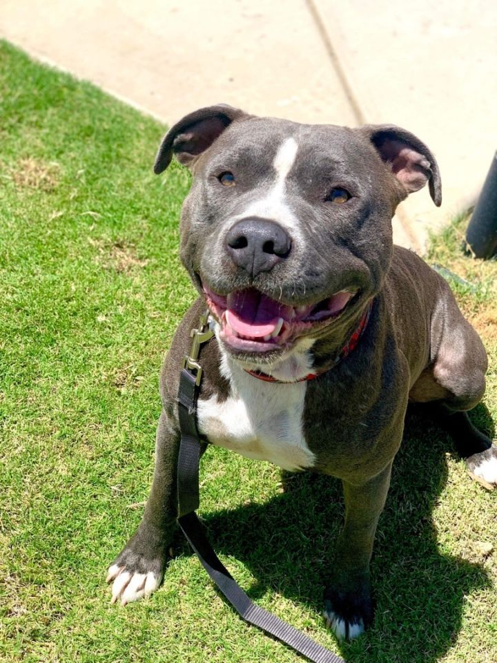 Teddy , an adopted American Staffordshire Terrier & Pit Bull Terrier Mix in Bakersfield , CA_image-4