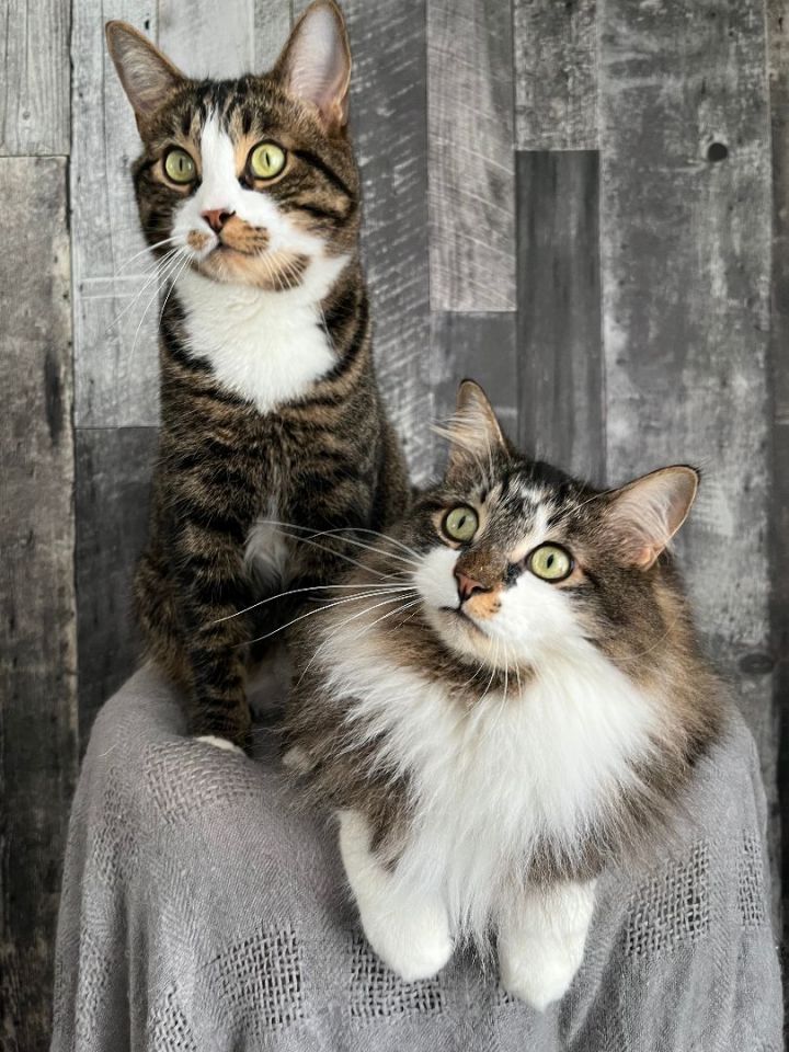 Billy and Flo, an adoptable Domestic Short Hair & Domestic Long Hair Mix in St Catharines, ON_image-1