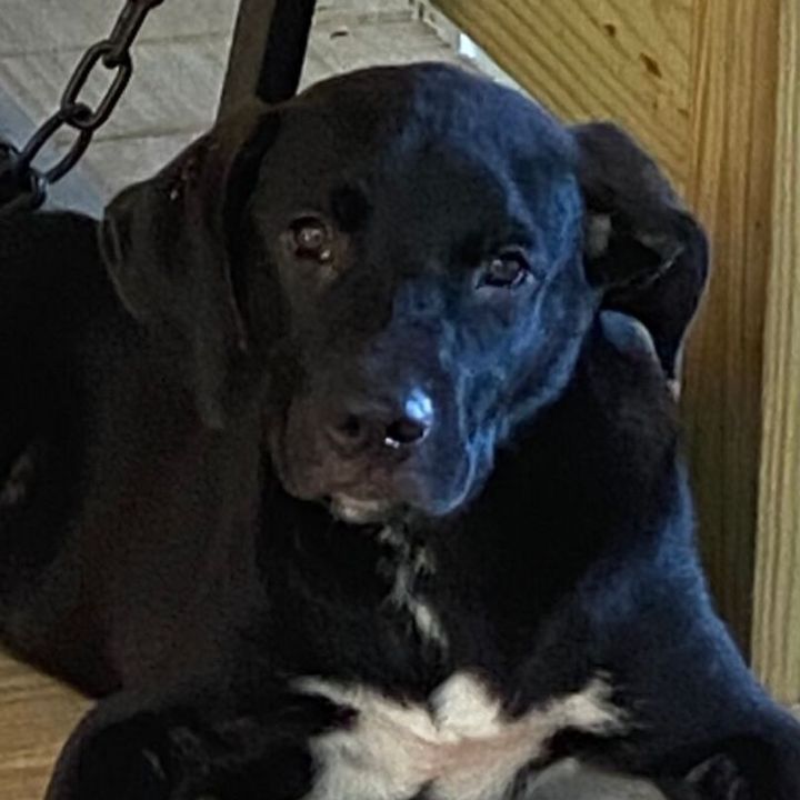 Sampson, an adoptable Black Labrador Retriever & Hound Mix in Simsbury, CT_image-3