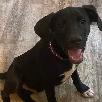 Sampson, an adoptable Black Labrador Retriever & Hound Mix in Simsbury, CT_image-1