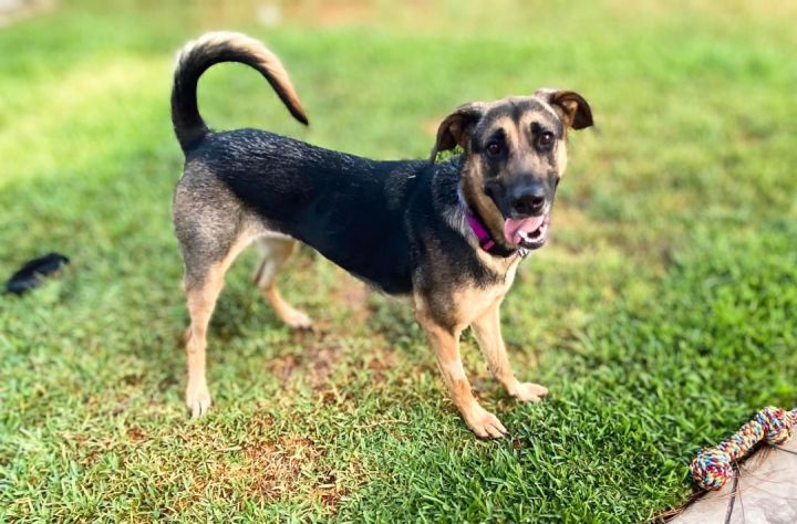 Samantha, an adopted German Shepherd Dog Mix in Cypress, TX_image-1