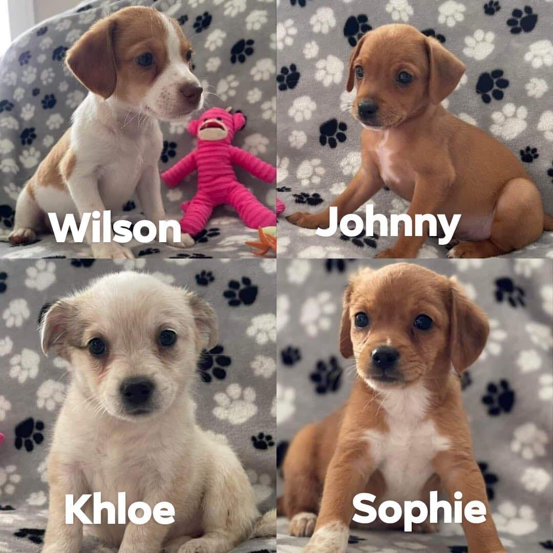 Wilson, Jonny, Khloe & Sophie