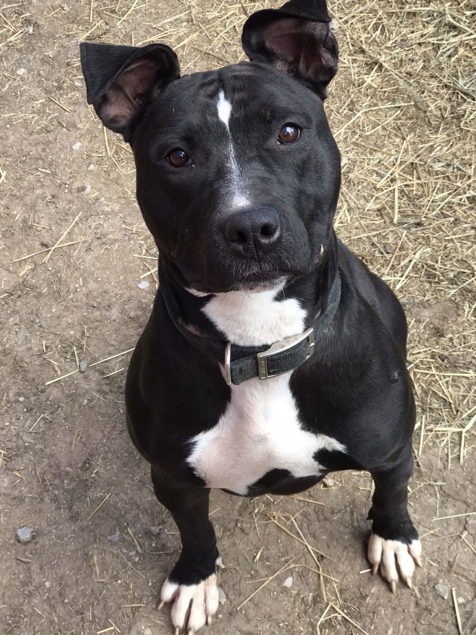 Bailey, an adoptable Pit Bull Terrier in Lincoln, NE, 68506 | Photo Image 1