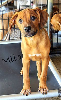 Milo