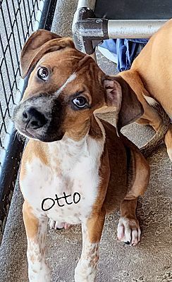 Otto