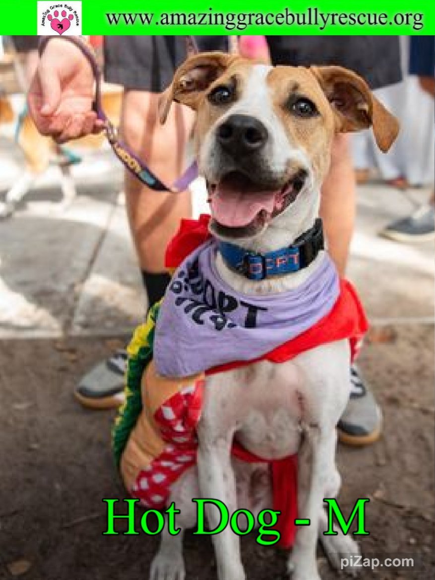 Hot Dog, an adoptable Labrador Retriever, Plott Hound in Pensacola, FL, 32526 | Photo Image 1