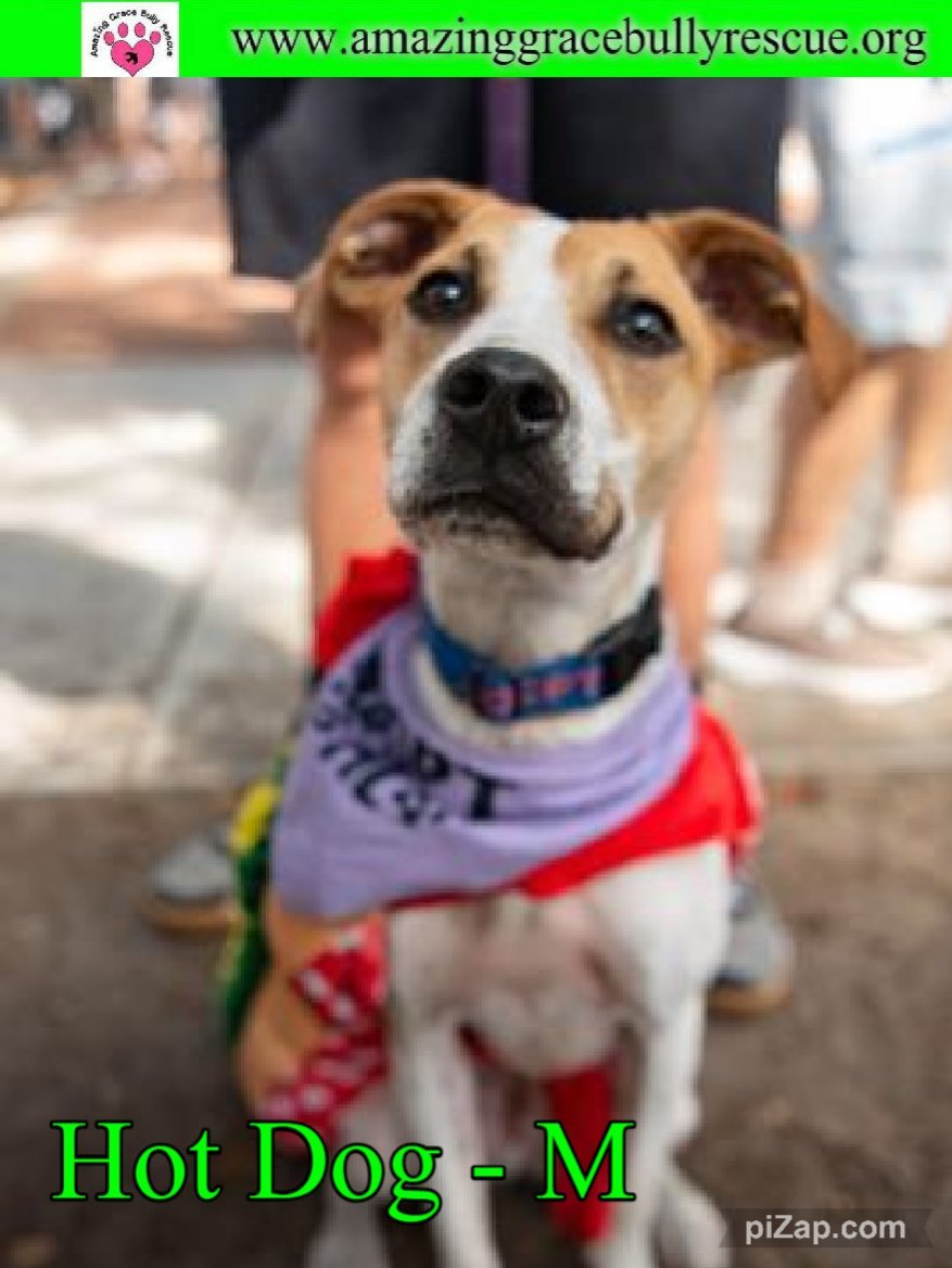 Hot Dog, an adoptable Labrador Retriever, Plott Hound in Pensacola, FL, 32526 | Photo Image 2