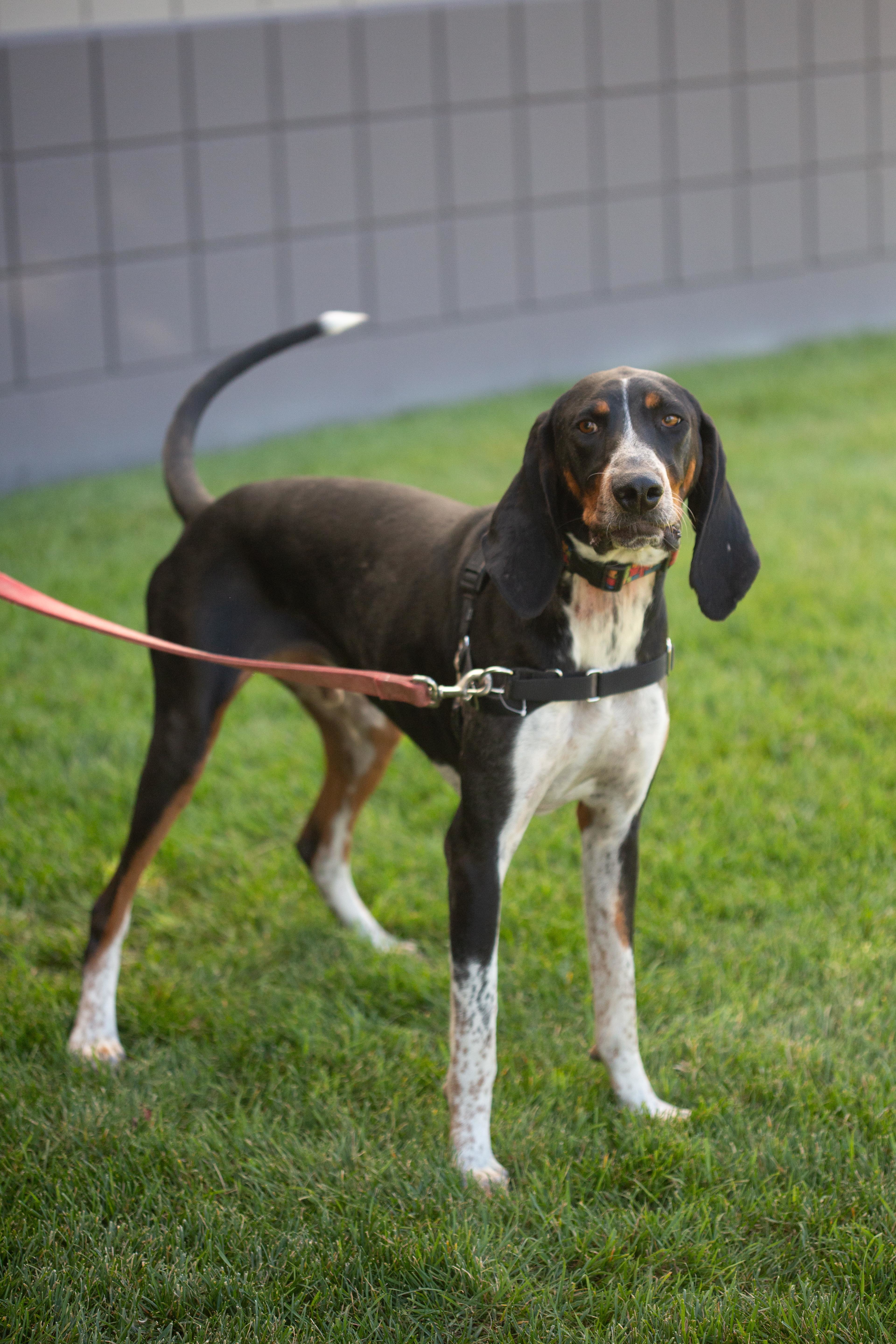 Dos, an adoptable Hound in Millville, UT, 84326 | Photo Image 2