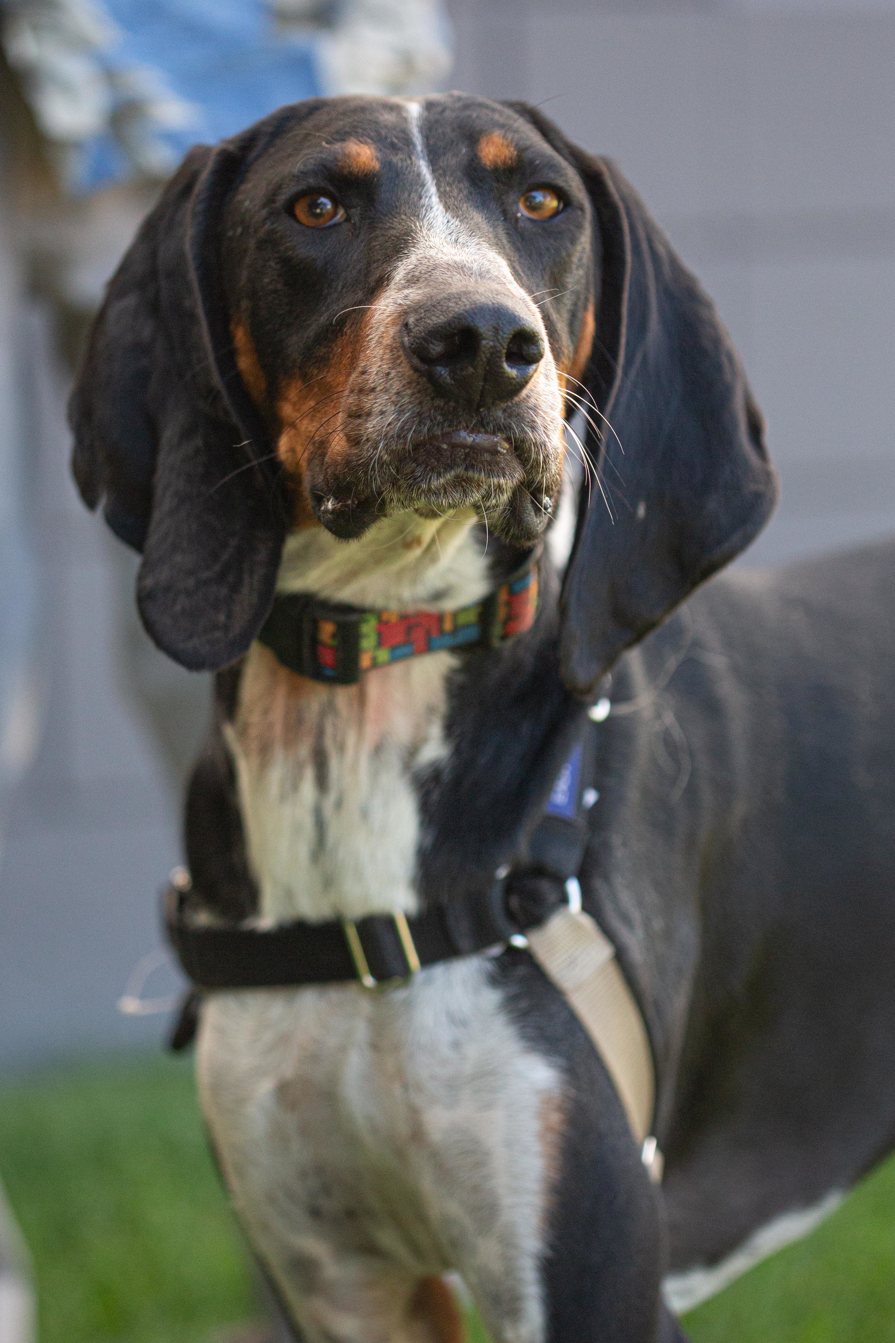 Dos, an adoptable Hound in Millville, UT, 84326 | Photo Image 3