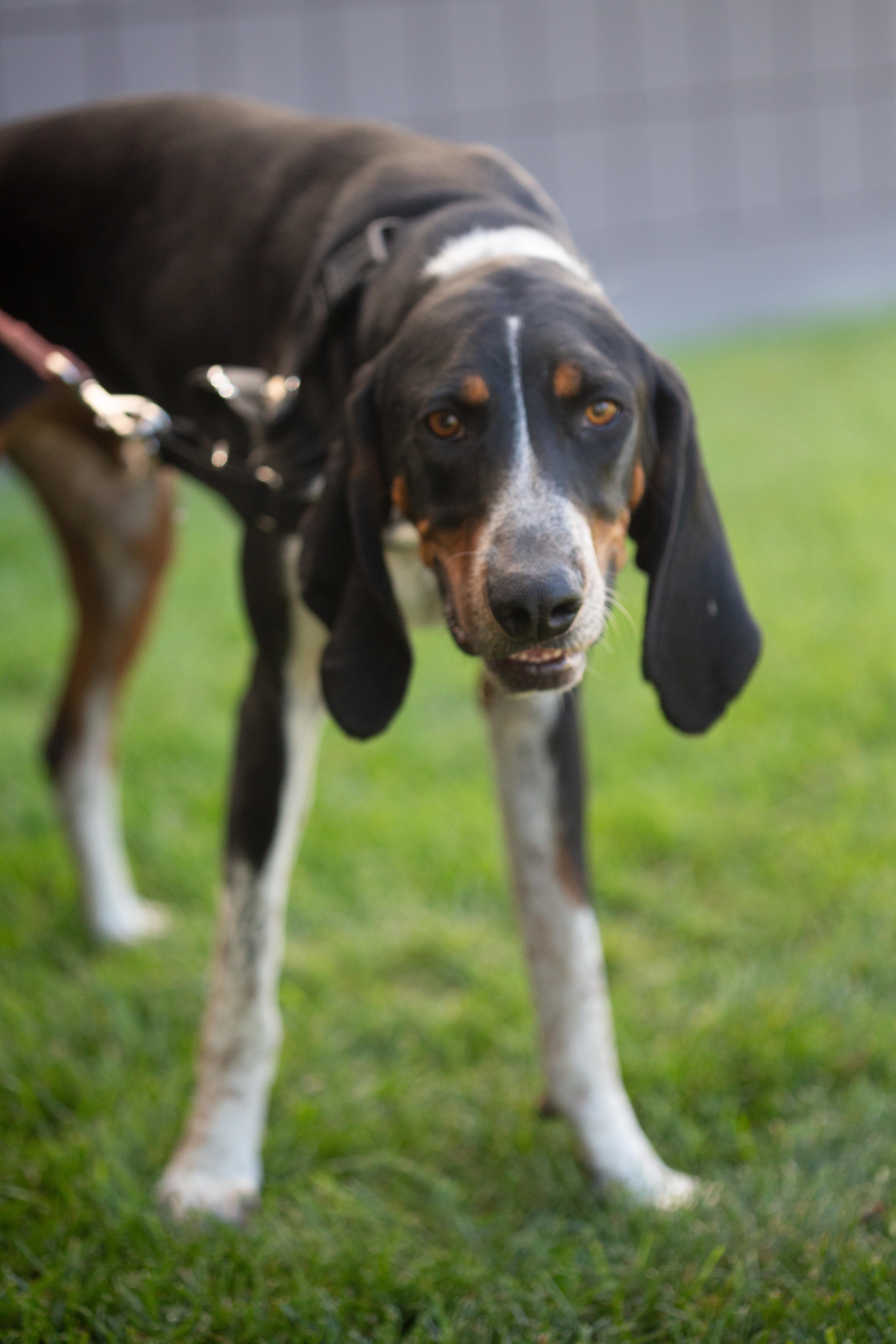 Dos, an adoptable Hound in Millville, UT, 84326 | Photo Image 4