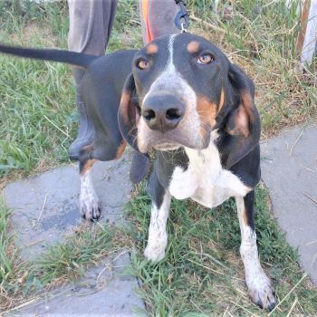 Dos, an adoptable Hound in Millville, UT, 84326 | Photo Image 5