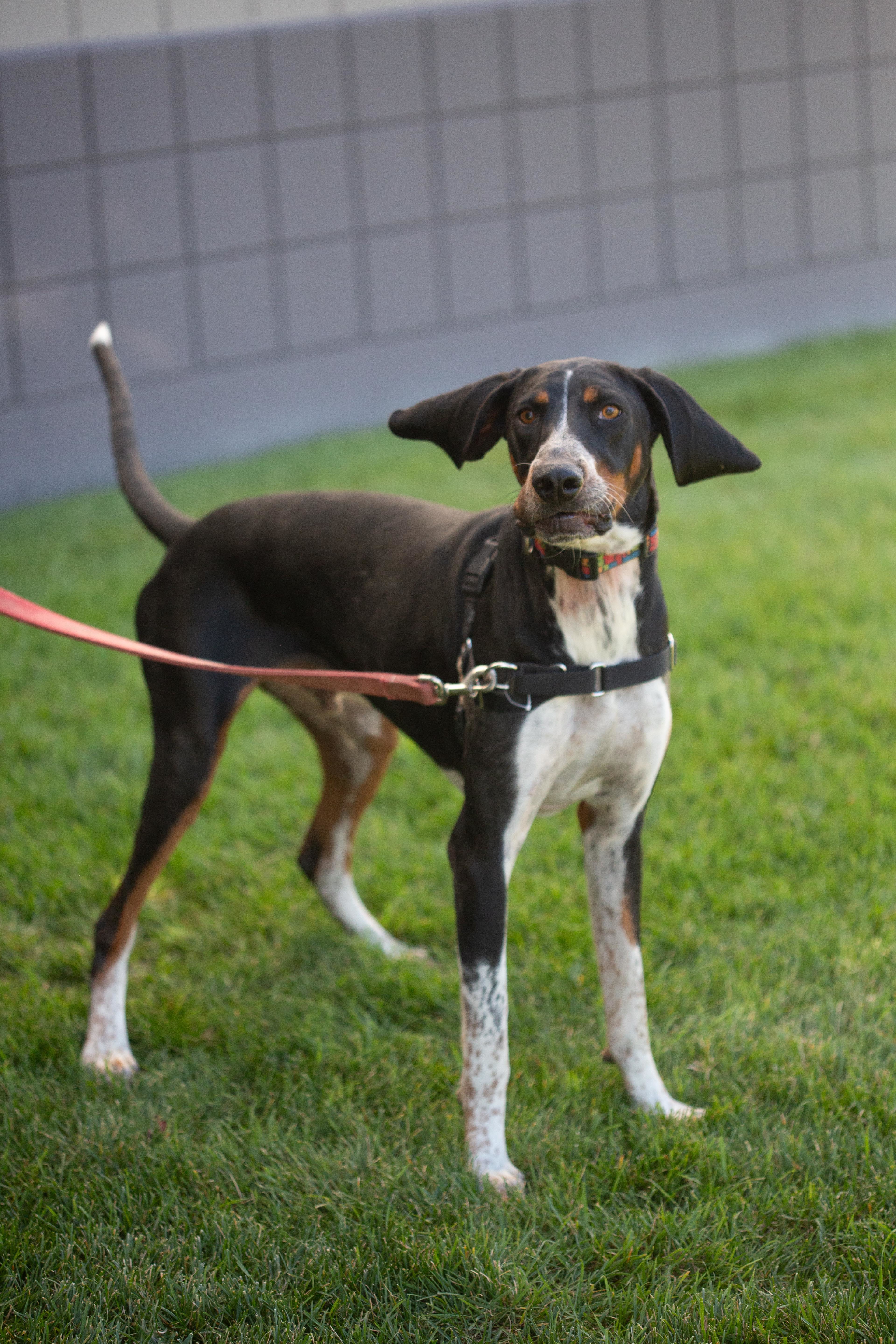 Dos, an adoptable Hound in Millville, UT, 84326 | Photo Image 1