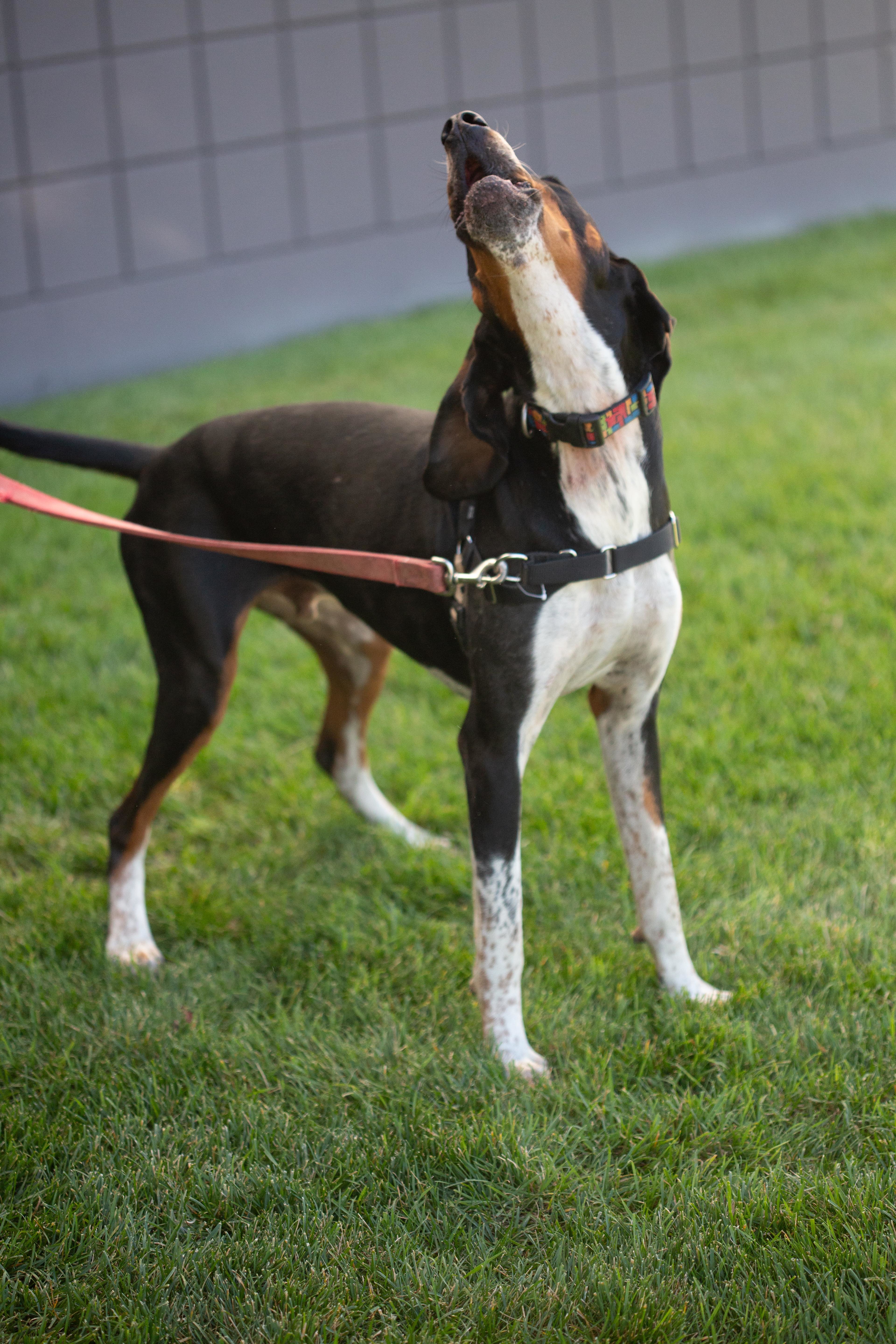 Dos, an adoptable Hound in Millville, UT, 84326 | Photo Image 6