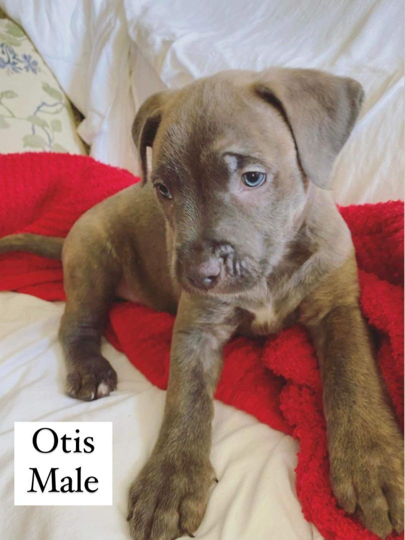 Otis