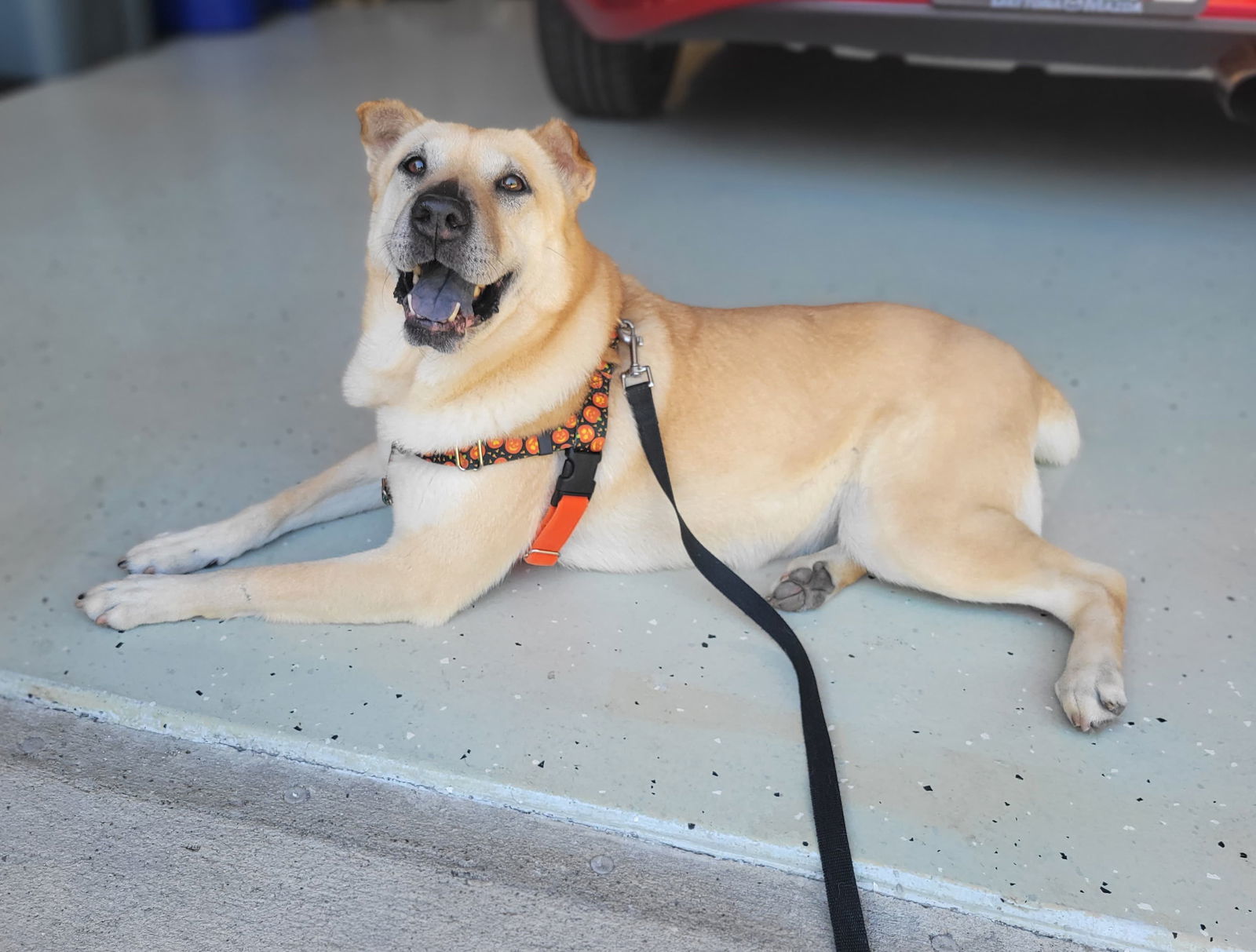 Coco (Courtesy Post), an adoptable Mixed Breed in Aurora, CO, 80012 | Photo Image 1