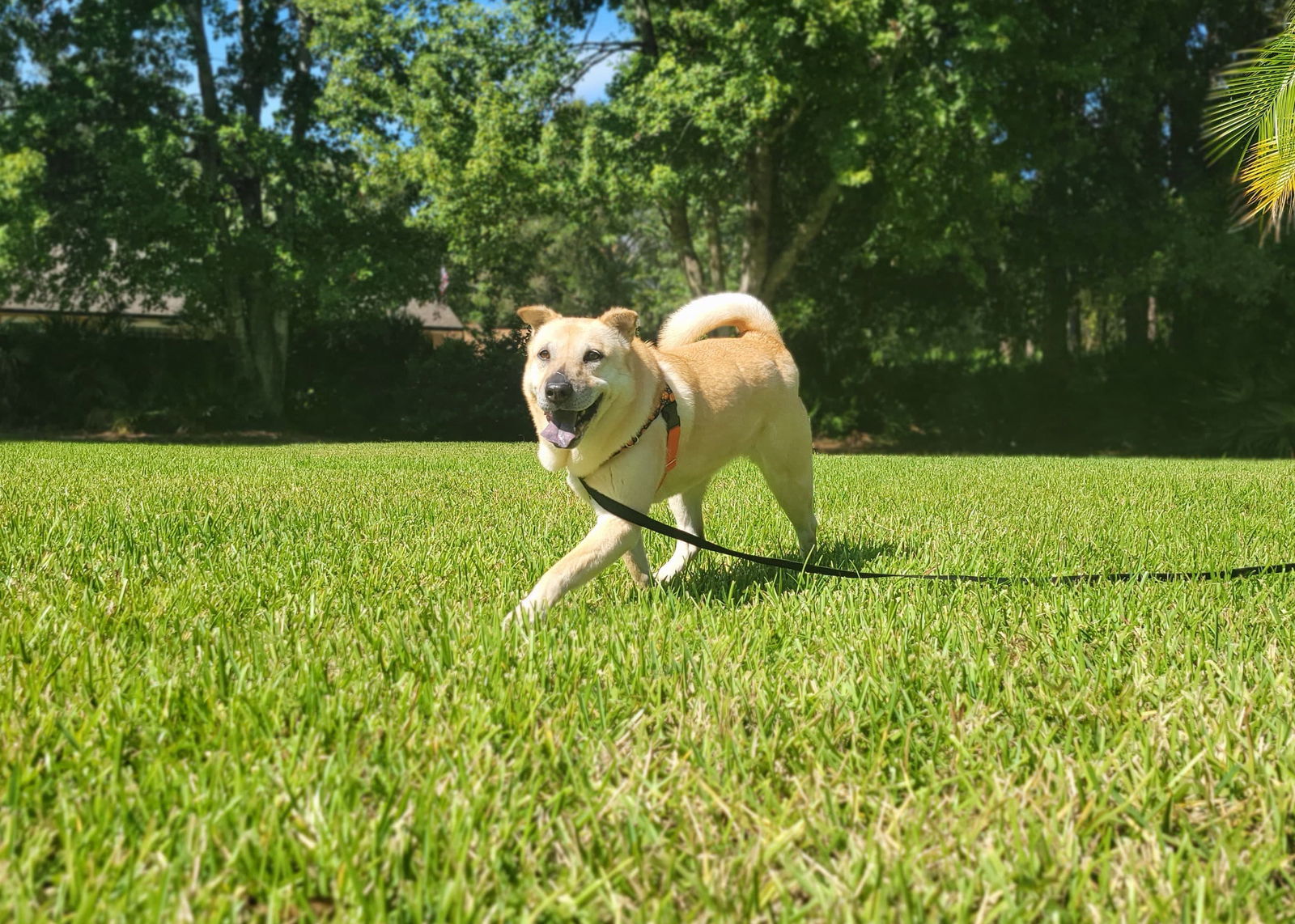 Coco (Courtesy Post), an adoptable Mixed Breed in Aurora, CO, 80012 | Photo Image 1