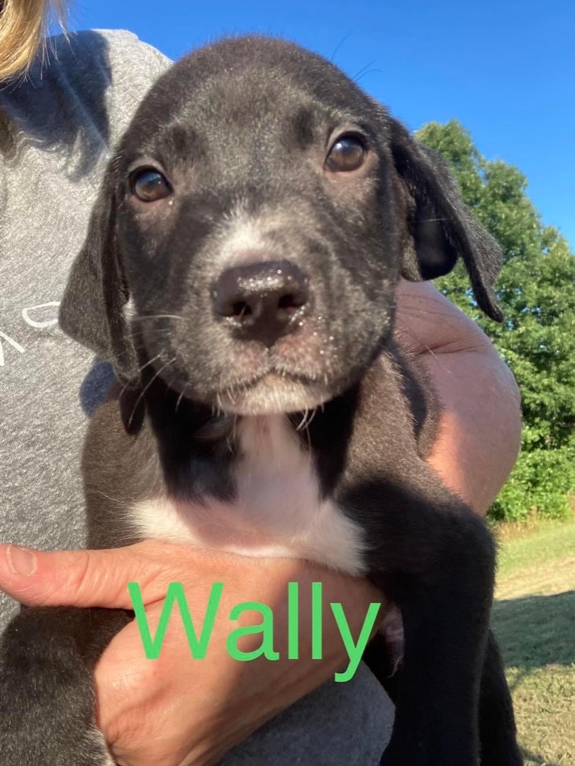 Wally