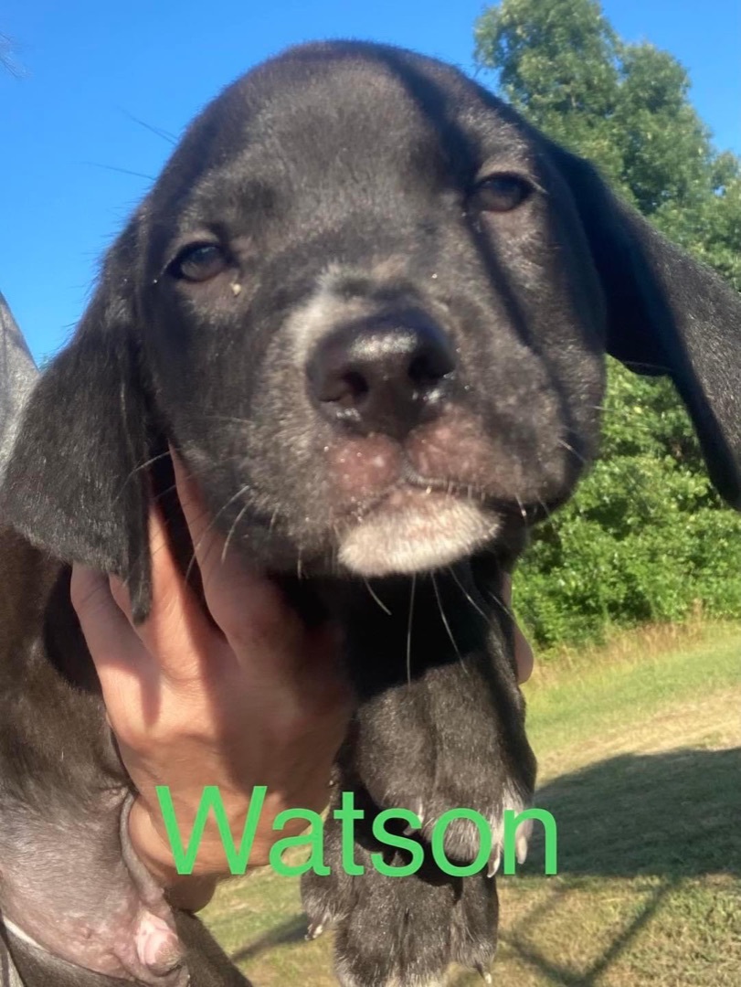 Watson