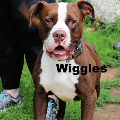 Wiggles 220570