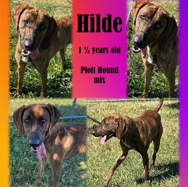 Hilde