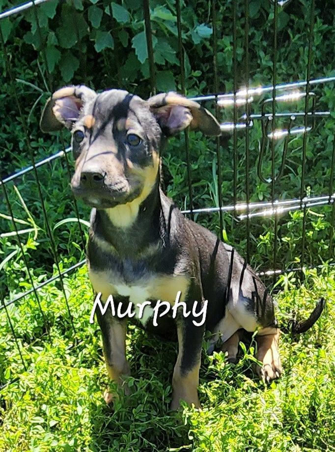 Murphy