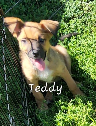 Teddy