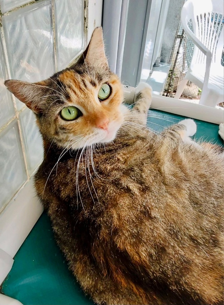 Sweet Pea, an adoptable Calico, Torbie in Fort Lauderdale, FL, 33304 | Photo Image 1