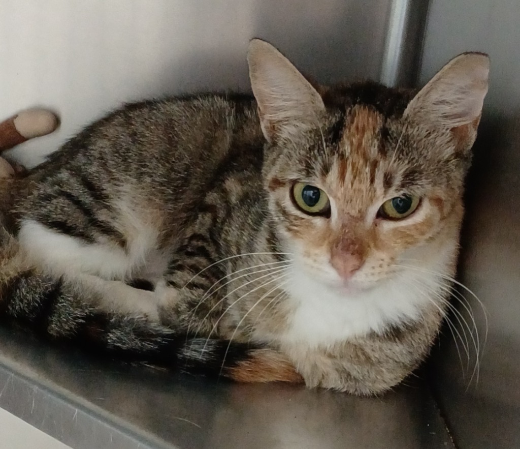 Sweet Pea, an adoptable Calico, Torbie in Fort Lauderdale, FL, 33304 | Photo Image 2