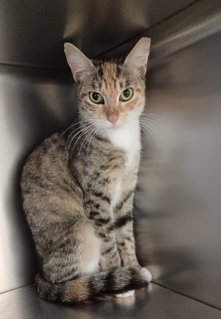 Sweet Pea, an adoptable Calico, Torbie in Fort Lauderdale, FL, 33304 | Photo Image 3