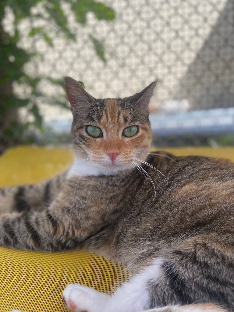 Sweet Pea, an adoptable Calico, Torbie in Fort Lauderdale, FL, 33304 | Photo Image 3